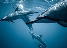 万博体育-终于进了！U22国足1-0领先